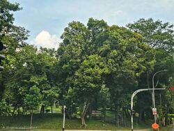 Blk 503 Panshan View (Bukit Panjang), HDB Executive #587166421